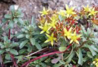 Floriferum 'Weihenstephaner Gold'