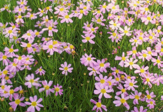 Coreopsis