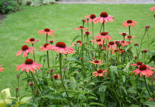 Echinacea