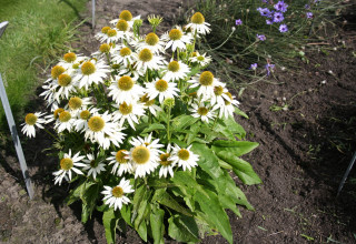 Echinacea