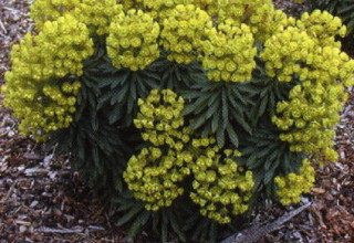 Euphorbia