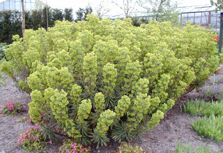 Euphorbia