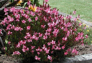 Gaura