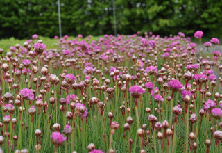 Armeria