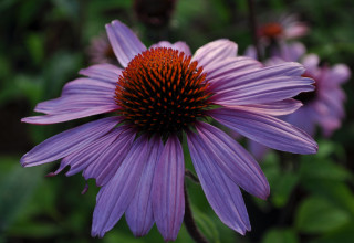 Echinacea