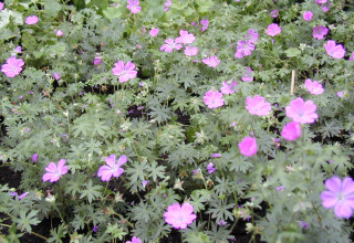 Geranium