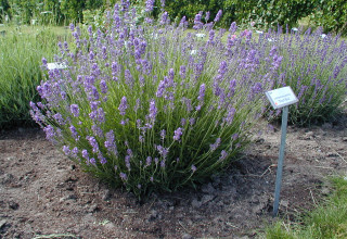 Lavandula