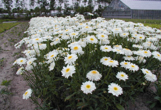 Leucanthemum