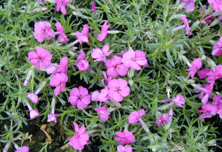 Phlox