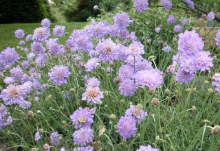 Scabiosa