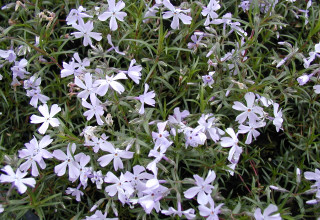 Phlox