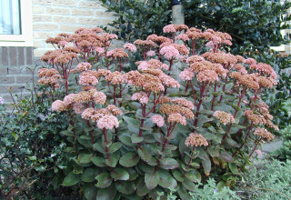 Sedum