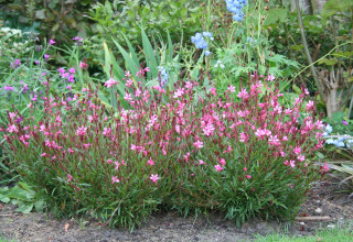 Gaura