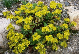 Sedum